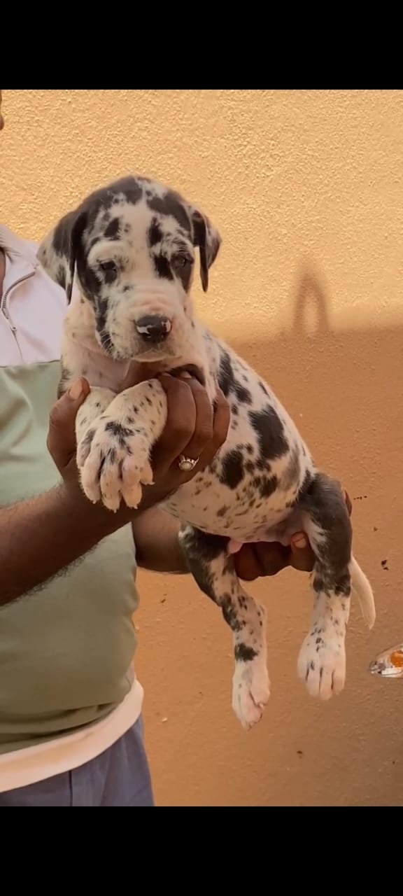 Purchase Friendly Great Dane Puppy from Bangalore